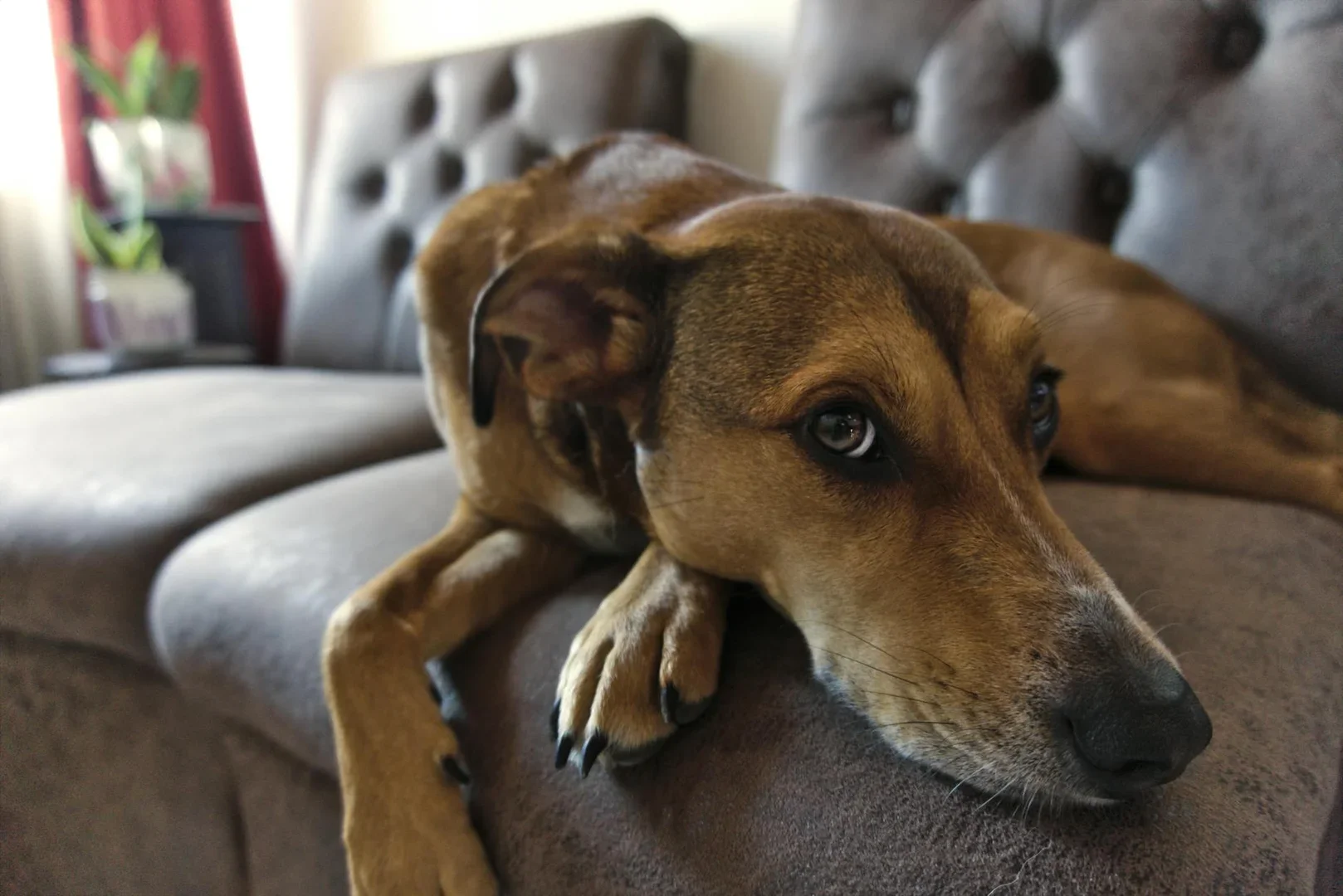 Un perro tranquilo tumbado en un cómodo sofá, mostrando tranquilidad y relajación.