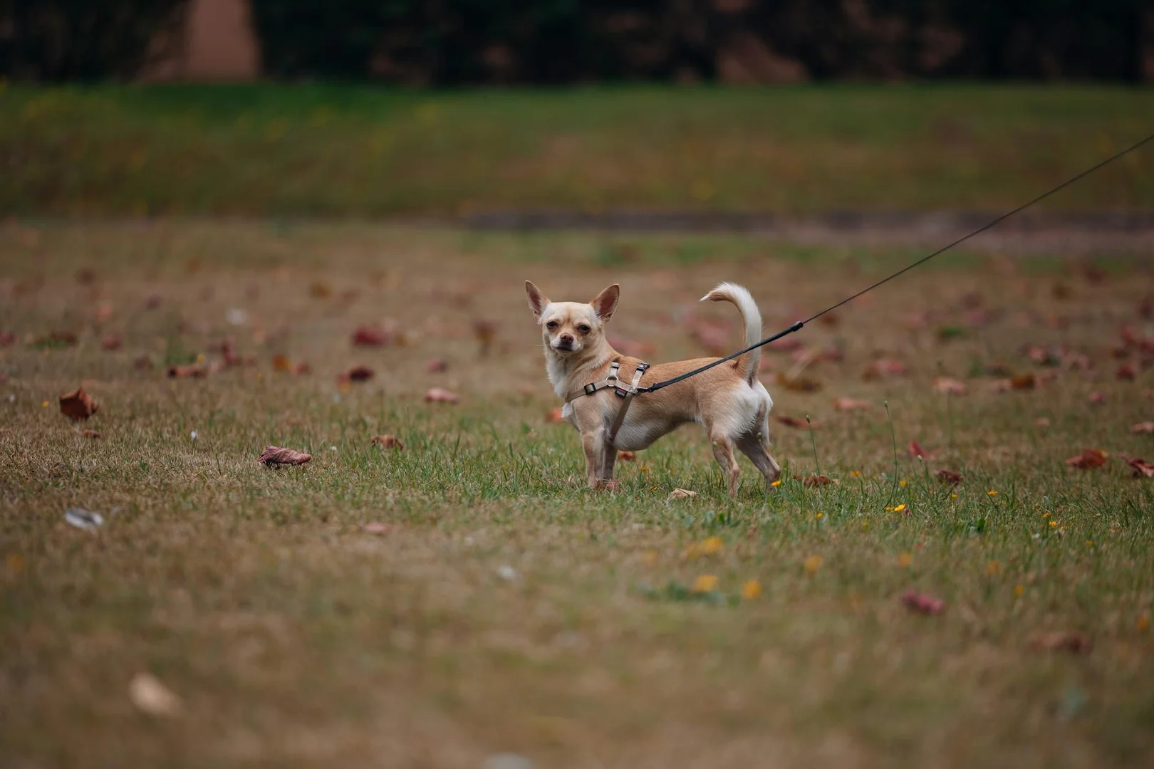 Pequeño chihuahua con correa de pie en un parque cubierto de césped durante el otoño.
